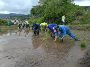 津島地区での田植え
