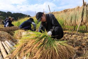 津島地区の稲刈り