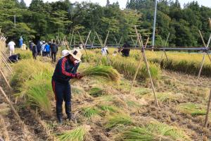 津島地区の稲刈り