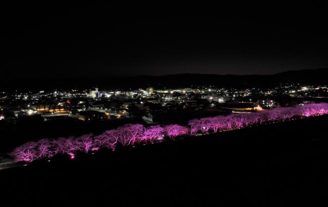 請戸川ライトアップイベント風景
