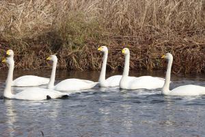 白鳥が請戸川に飛来