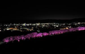 請戸川リバーラインの桜並木ライトアップ