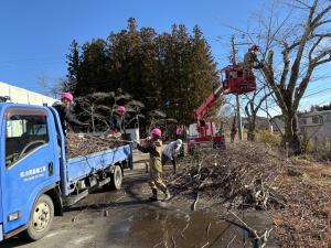 津島地区の桜の手入