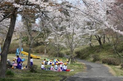 丈六公園の桜