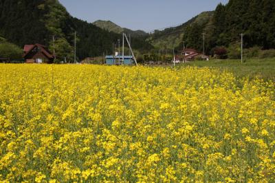 菜の花