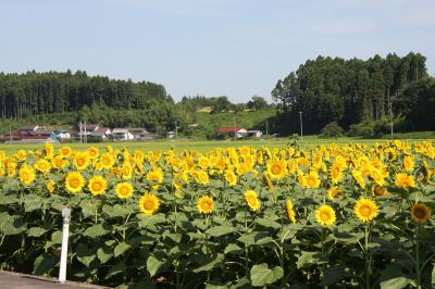 酒田のひまわり