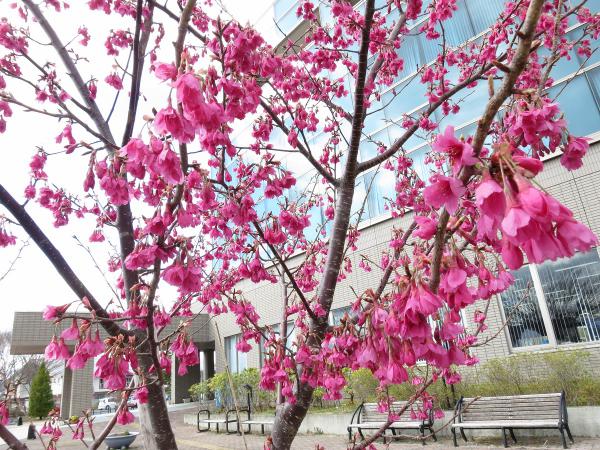 浪江の紅房桜