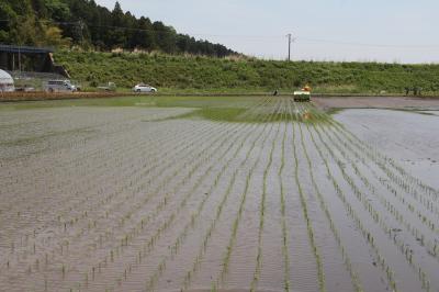 酒田地区の田植風景