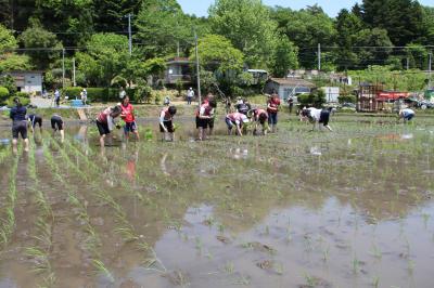 田植え体験