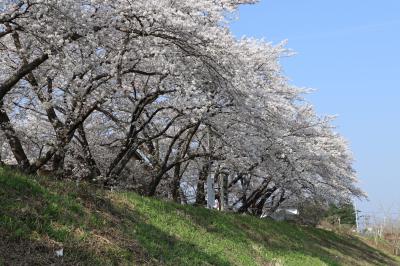 請戸川リバーライン