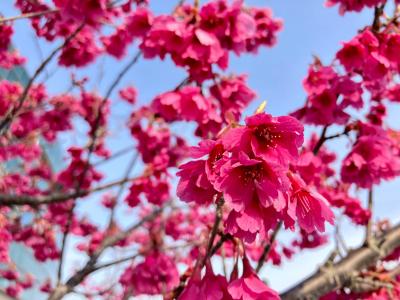 満開の紅房桜