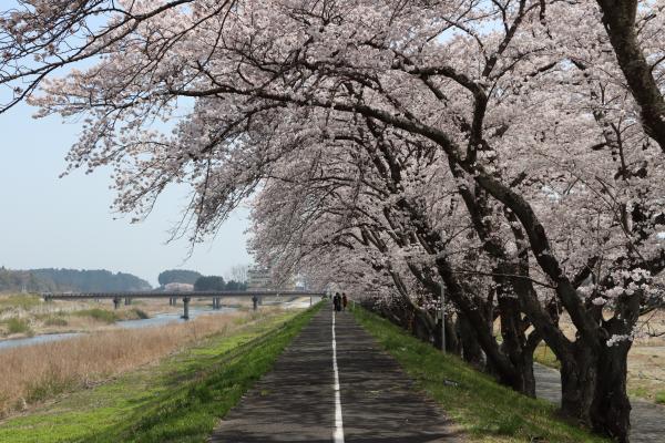 請戸川リバーラインのさくら