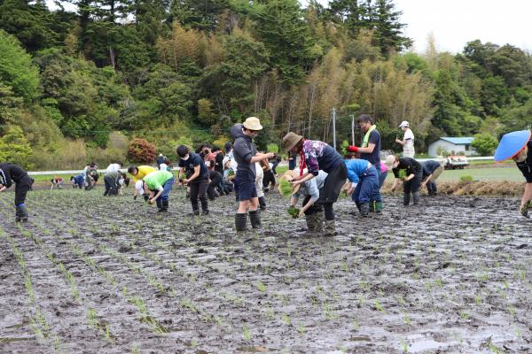 田植え体験