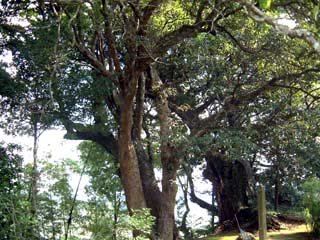 大聖寺のアカガシ樹群