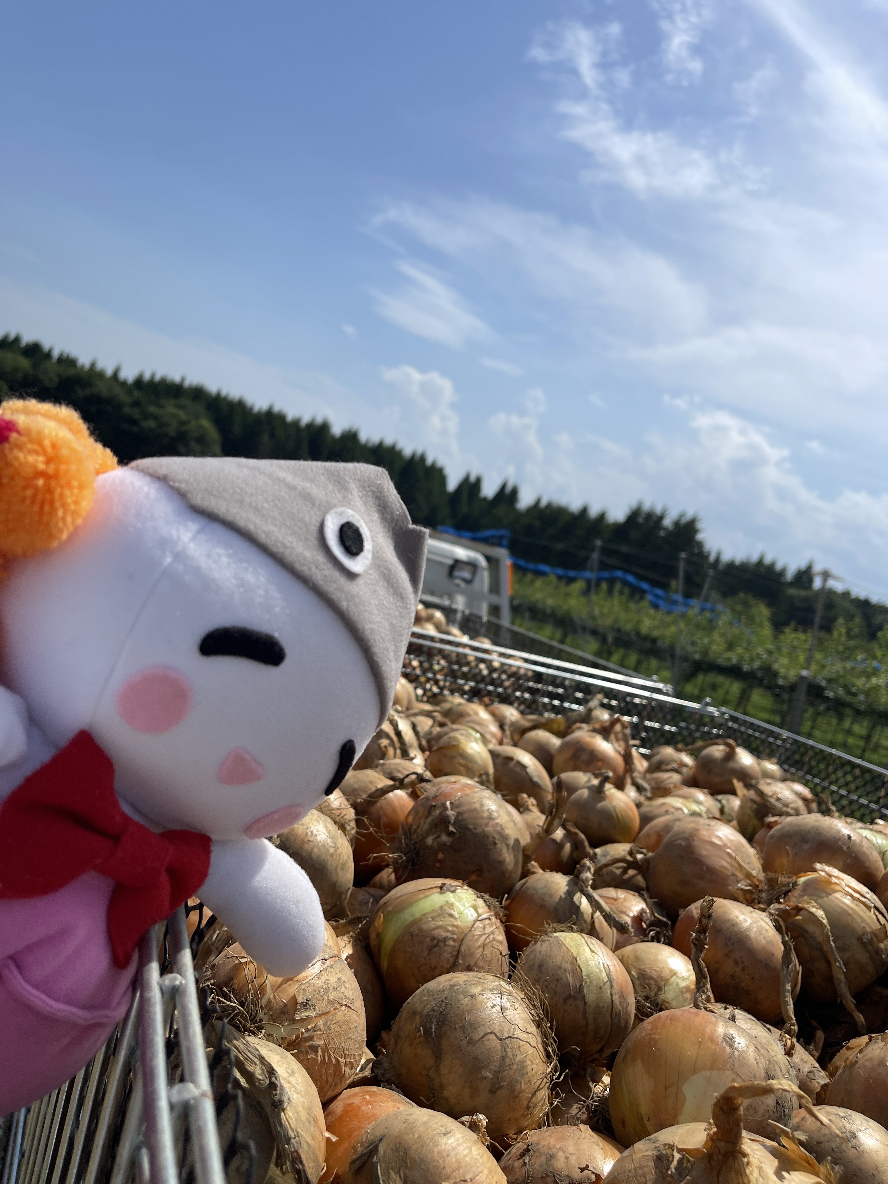 集荷されたたまねぎ