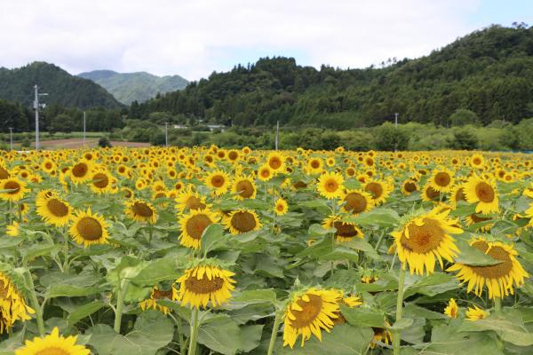 立野地区のひまわり畑