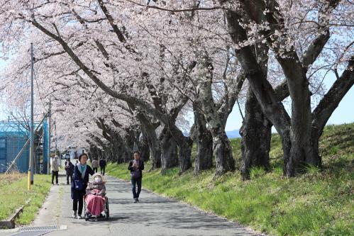 請戸川リバーラインの桜並木