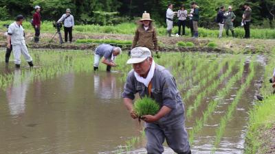 田植え津島地区