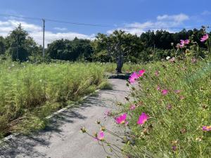 コスモスガーデン②　6月9日.25撮影